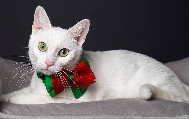 pet tips at christmas cats